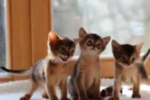Абиссинские котята