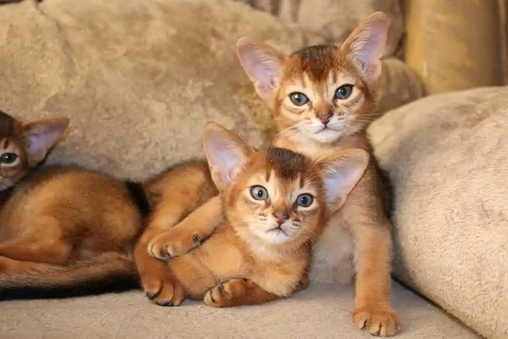 Абиссинский котенок